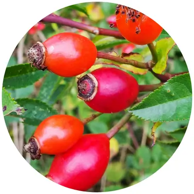 Natürlicher Hagebuttenduft bei Emotion Candle - echte Naturdüfte.